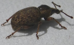 Otiorhynchus singularis