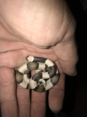 Phyllorhynchus browni