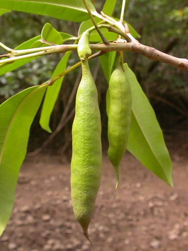 Image of Tabebuia palustris by (c) Eduardo Chacón Madrigal, some rights reserved (CC BY)