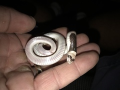 Phyllorhynchus browni