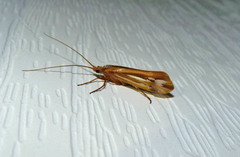 Limnephilus ornatus