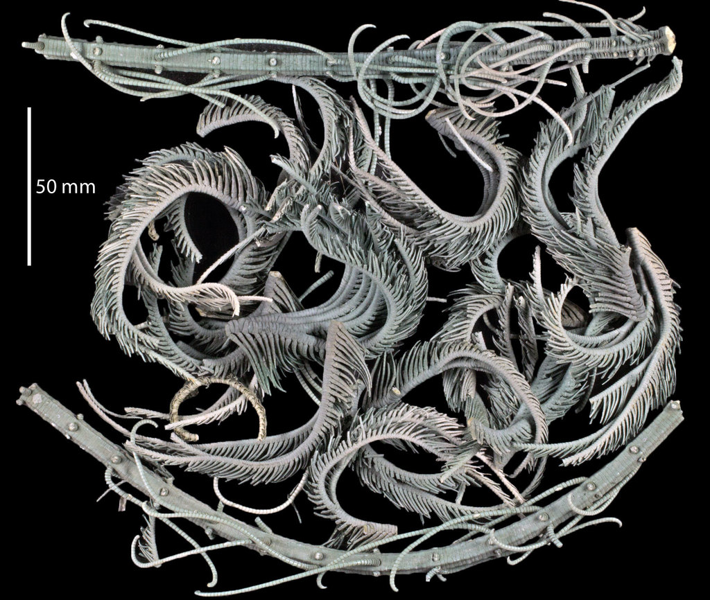 Saracrinus nobilis