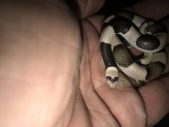 Phyllorhynchus browni