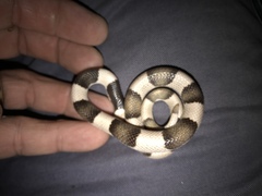 Phyllorhynchus browni