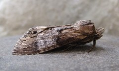 Dasylophia thyatiroides