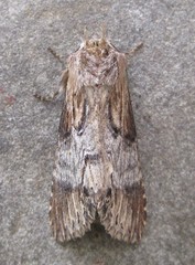 Dasylophia thyatiroides