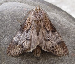 Dasylophia thyatiroides