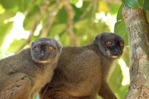 White-fronted Brown Lemur