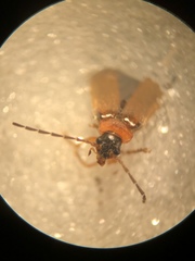 Rhagonycha lutea