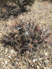 Micropuntia pulchella