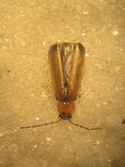 Rhagonycha lutea