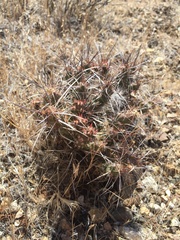 Micropuntia pulchella