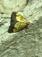 Evergestis limbata