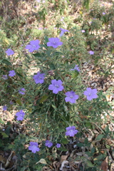 Ruellia paniculata