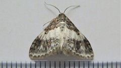 Hydrelia lucata