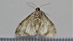 Hydrelia lucata