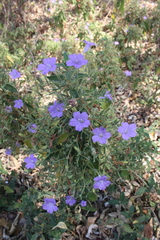 Ruellia paniculata