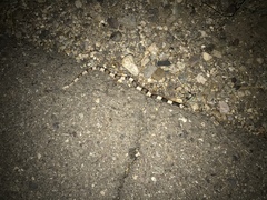 Phyllorhynchus browni