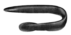 Black Hagfish photo 2