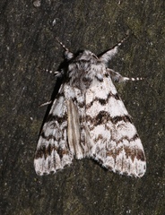 Panthea acronyctoides