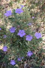 Ruellia paniculata