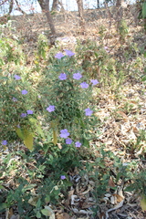 Ruellia paniculata