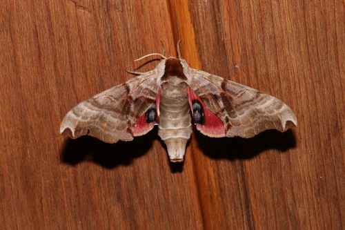 Twin-spotted Sphinx photo 6