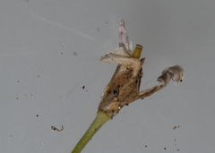 Boechera grahamii