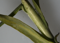 Boechera grahamii