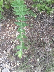 Brickellia cylindracea