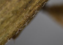 Boechera grahamii