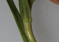 Boechera grahamii