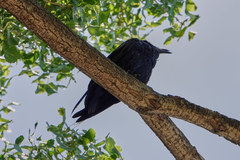 Corvus cryptoleucus