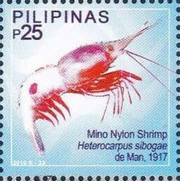 Mino nylon shrimp