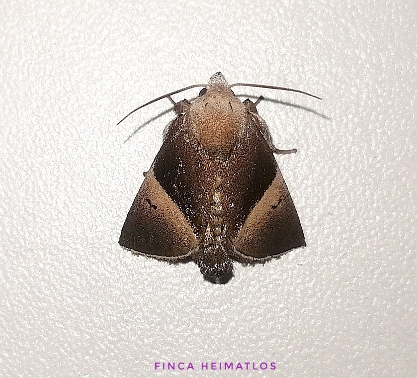 Dichromapteryx dimidiata
