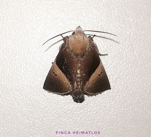 Dichromapteryx dimidiata