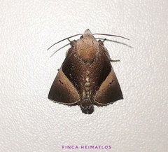 Dichromapteryx didyma