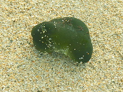 Codium spongiosum