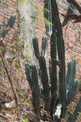 Stenocereus laevigatus