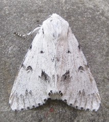 Acronicta vulpina