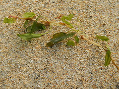 Halophila ovalis