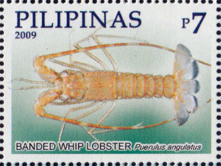 Puerulus
