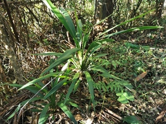 Cordyline petiolaris