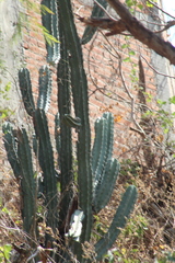 Stenocereus laevigatus