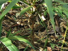 Cordyline petiolaris