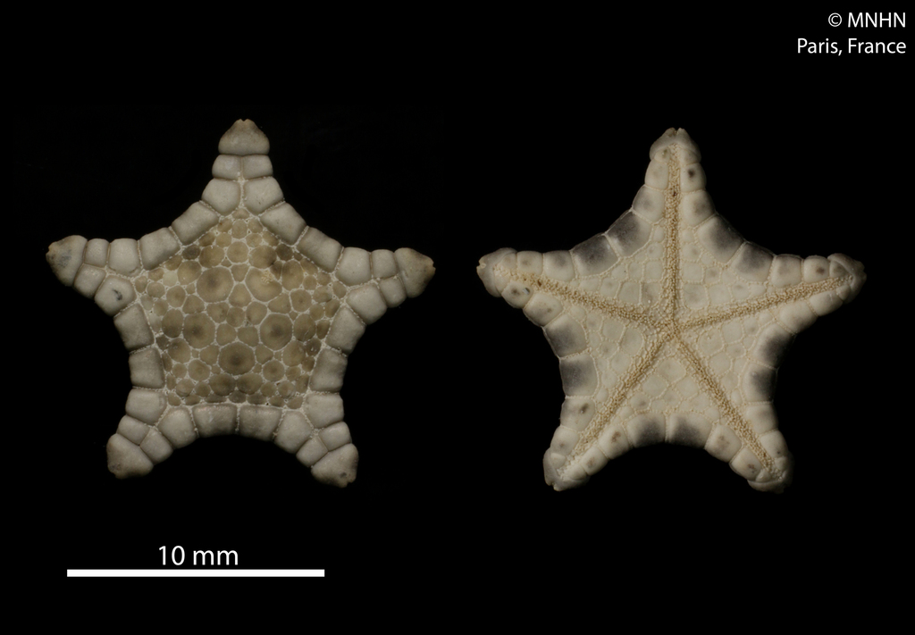 Glyphodiscus