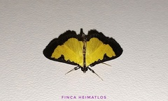 Goniorhynchus hampsoni