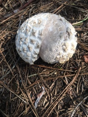 Calvatia sculpta