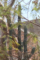 Stenocereus laevigatus