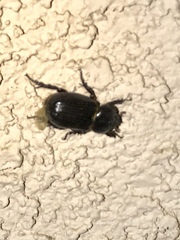 Hemiphileurus illatus